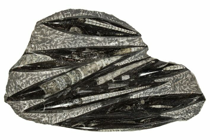 Polished Fossil Orthoceras (Cephalopod) Plate - Morocco #341454